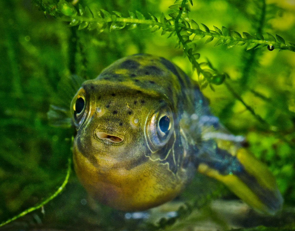 Dwarf Puffer