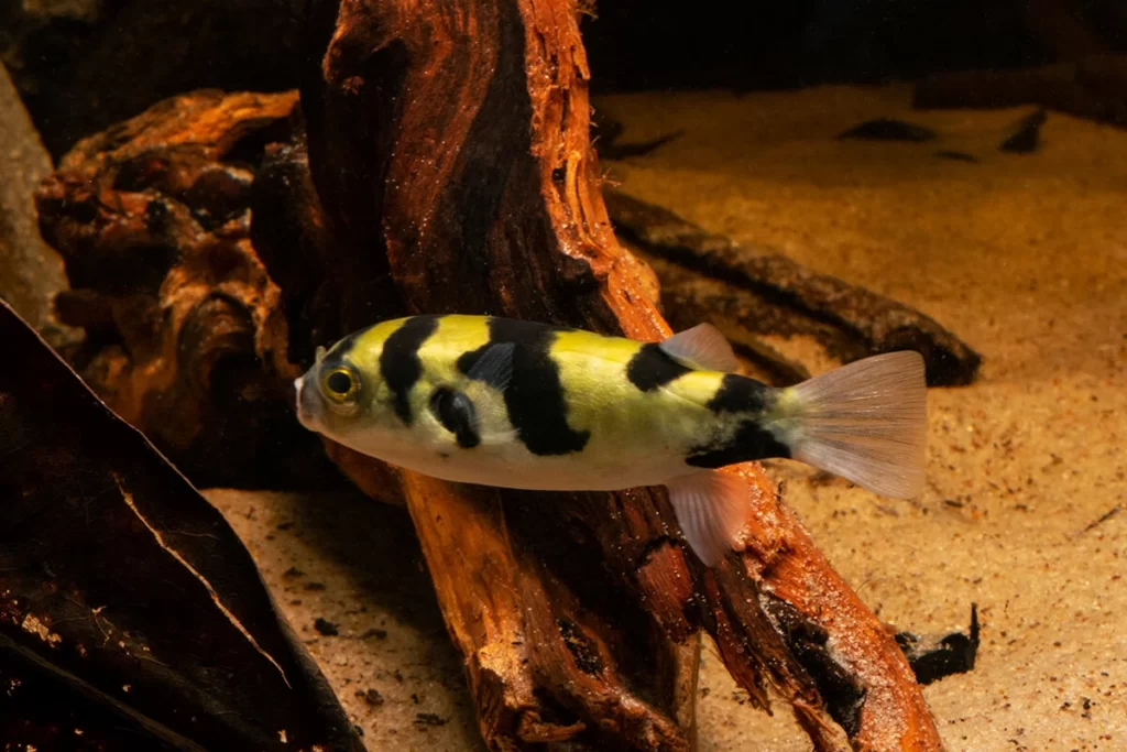 South American Puffer