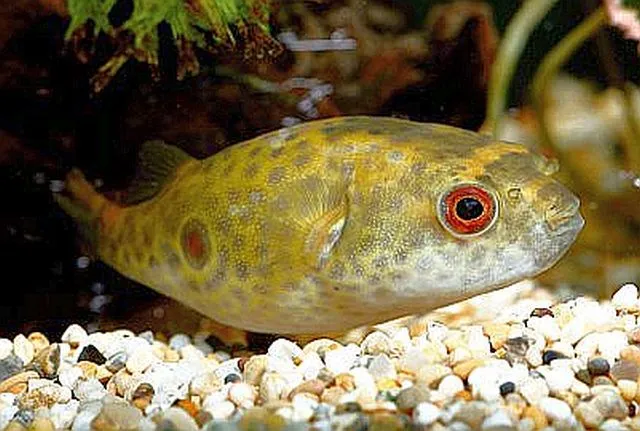 Target Puffer