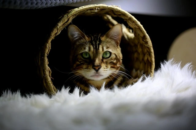 What makes a Bengal cat Hypoallergenic