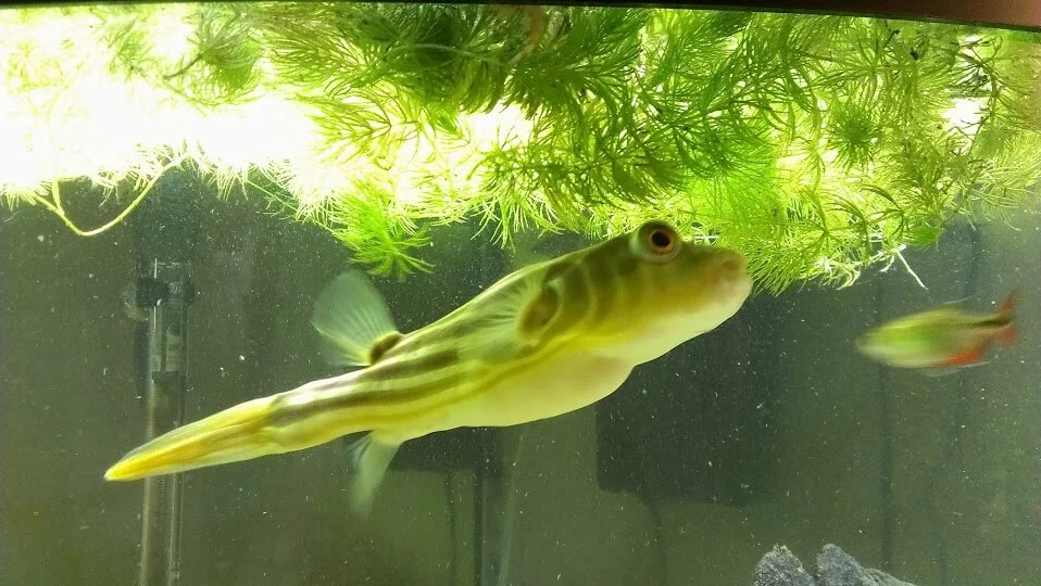 Fahaka Puffer / Nile Puffer