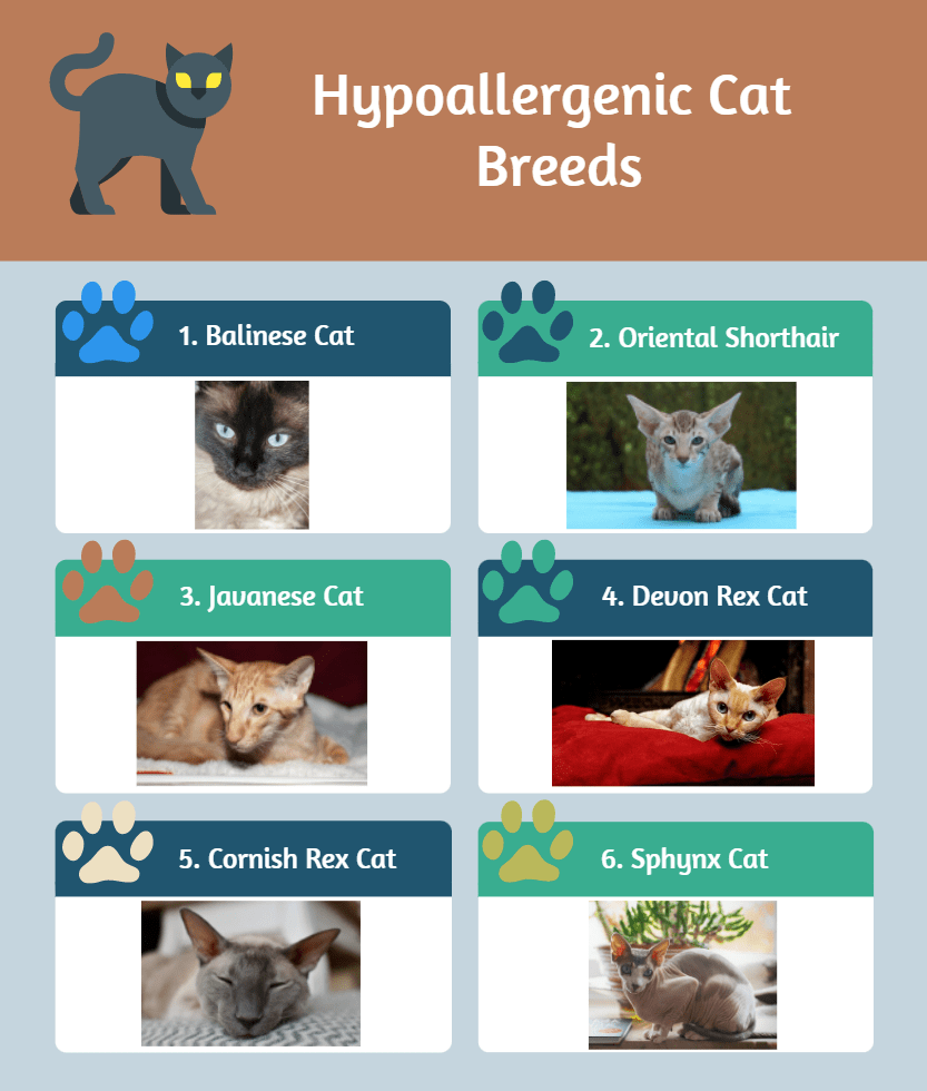 Hypoallergenic Cat Breeds