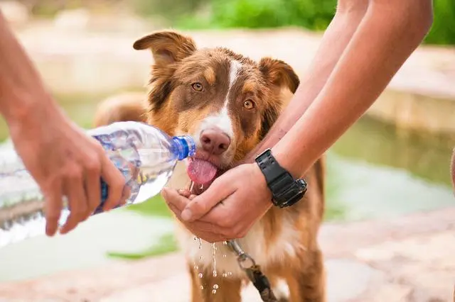 Signs Of Dehydration In A Puppy