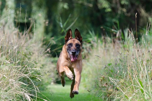 History of the Belgian Malinois