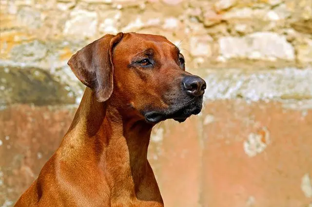 How to Discipline a Rhodesian Ridgeback