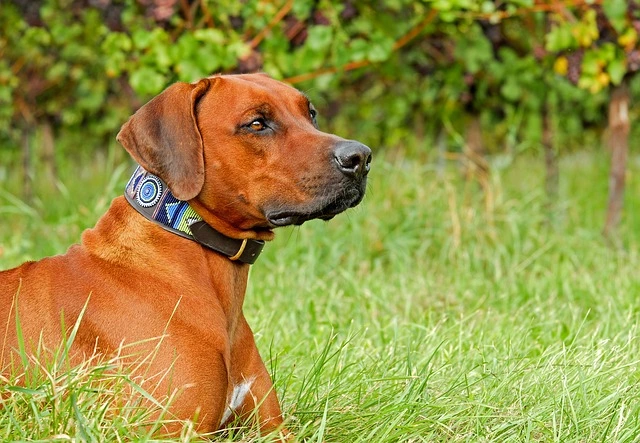 Discipline a Rhodesian Ridgeback