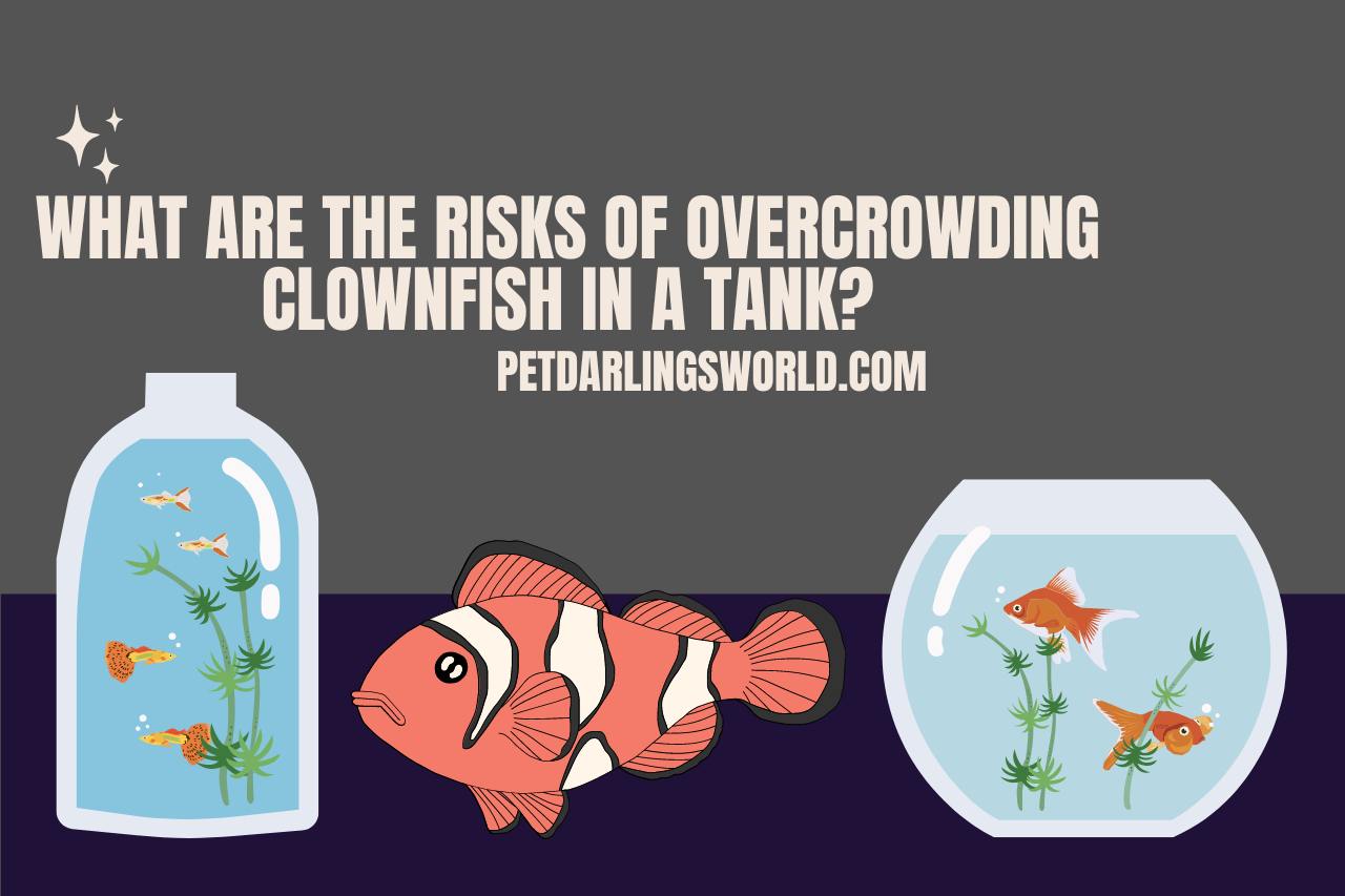 What are the Risks of Overcrowding Clownfish in a Tank